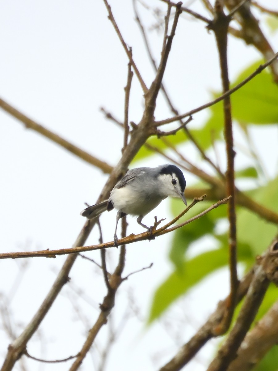 White-browed Gnatcatcher - ML642690796