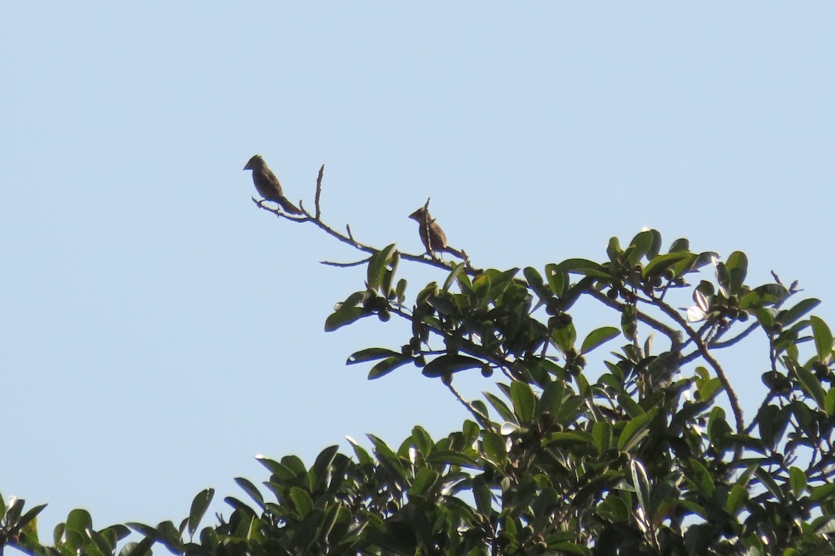 Blue Grosbeak - ML642690798
