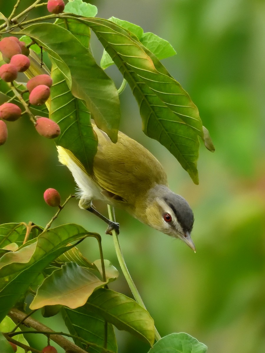 Chivi Vireo - ML642690799