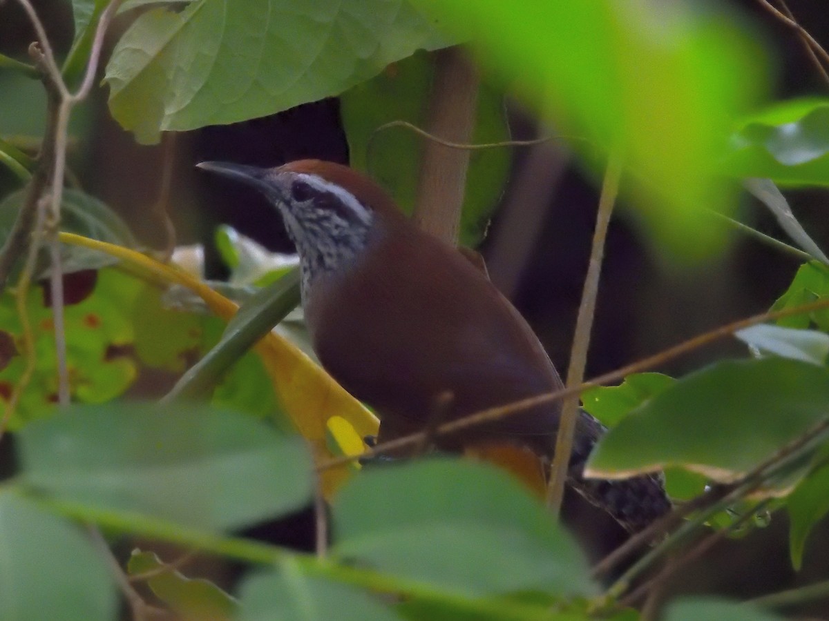 Speckle-breasted Wren - ML642690811