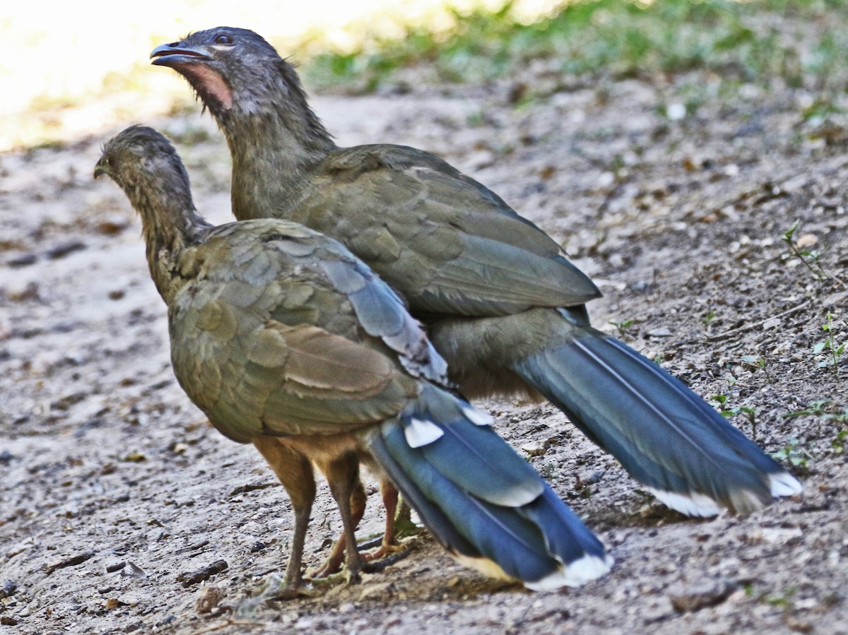 Plain Chachalaca - ML642690817