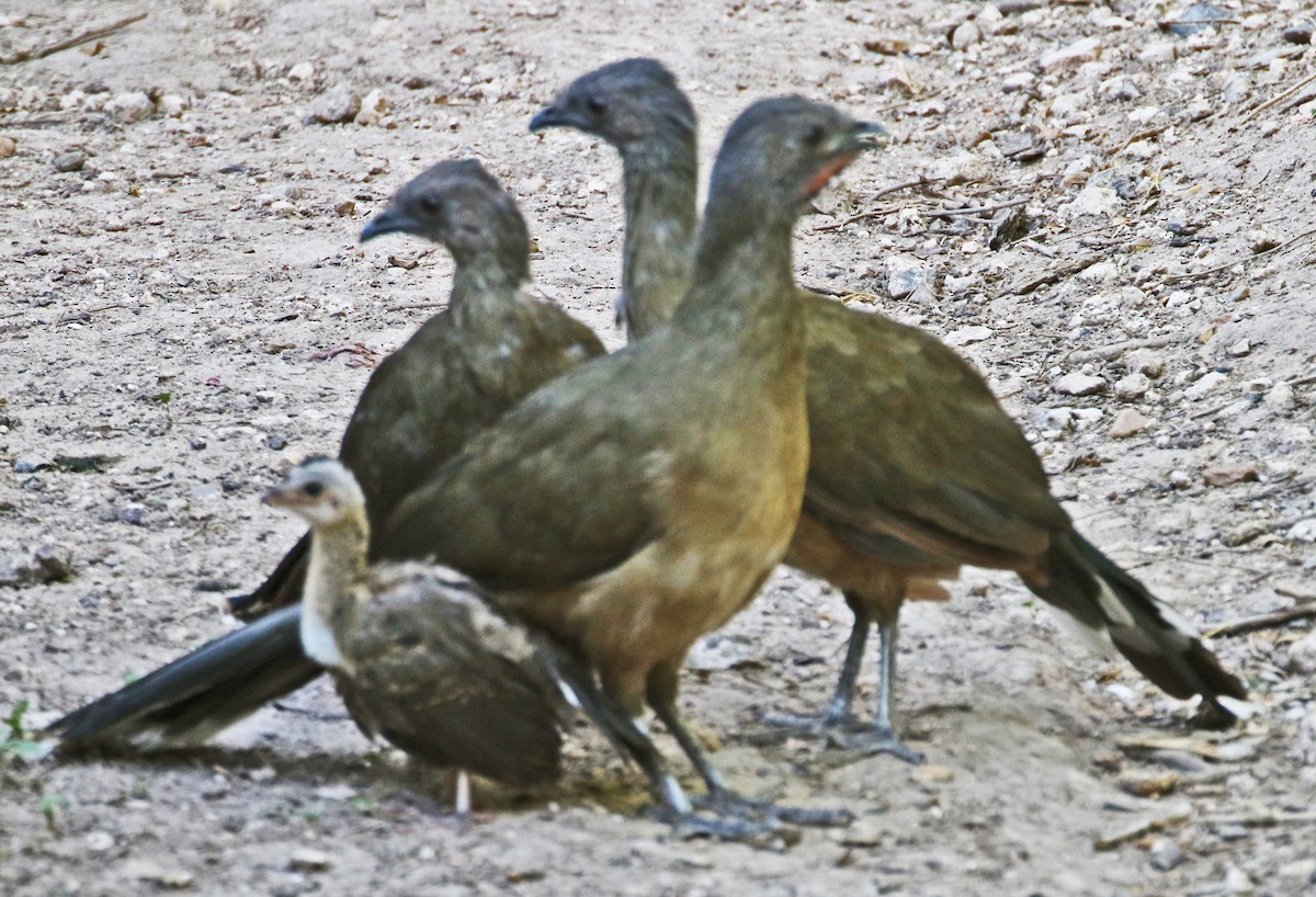 Plain Chachalaca - ML642690818