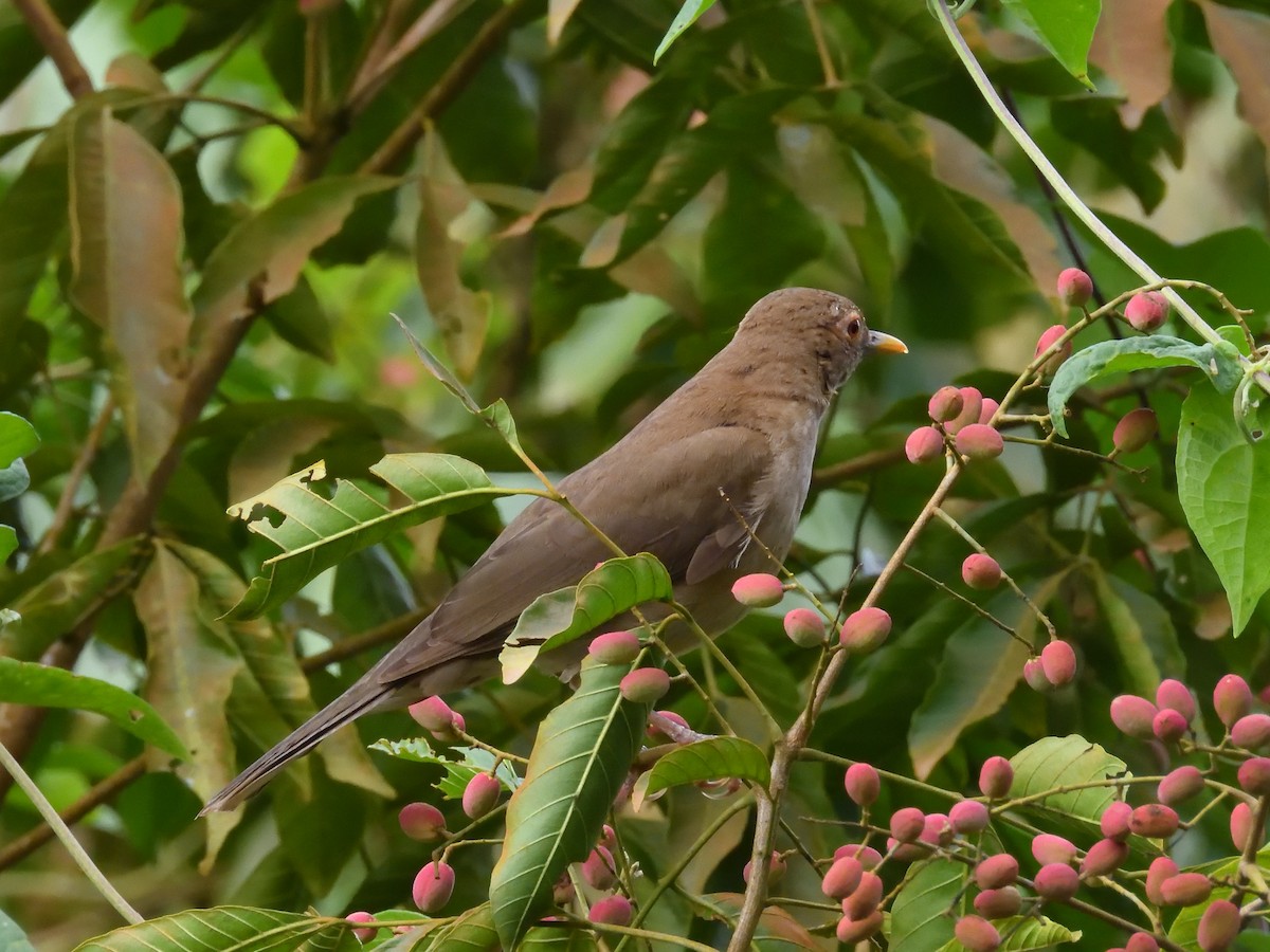 ecuadortrost - ML642690826