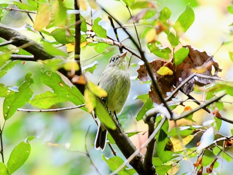 Yellow-bellied Flycatcher - ML642690836