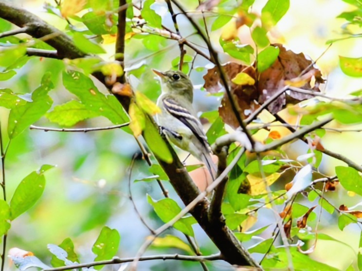 Yellow-bellied Flycatcher - ML642690837