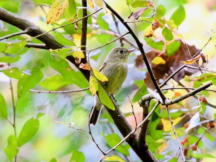 Yellow-bellied Flycatcher - ML642690838