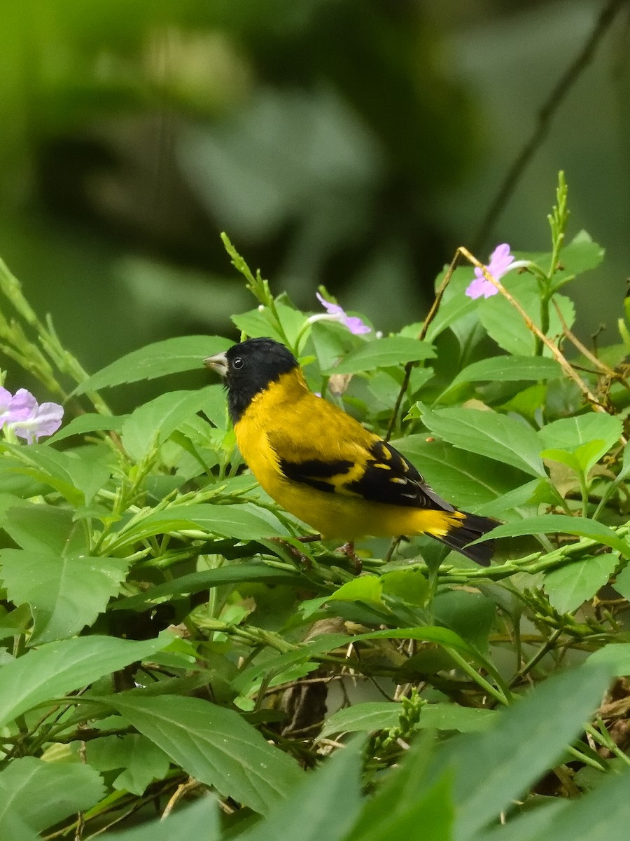 Saffron Siskin - ML642690855