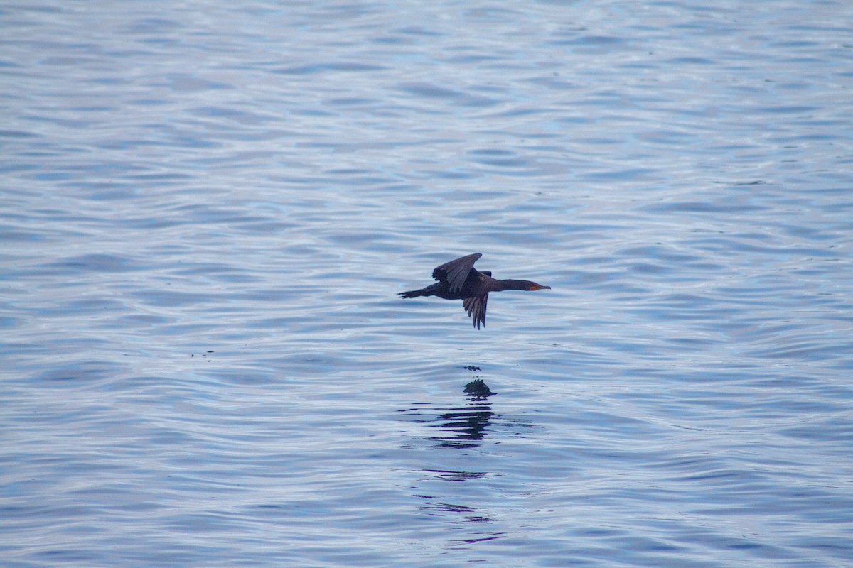 Double-crested Cormorant - ML642690858