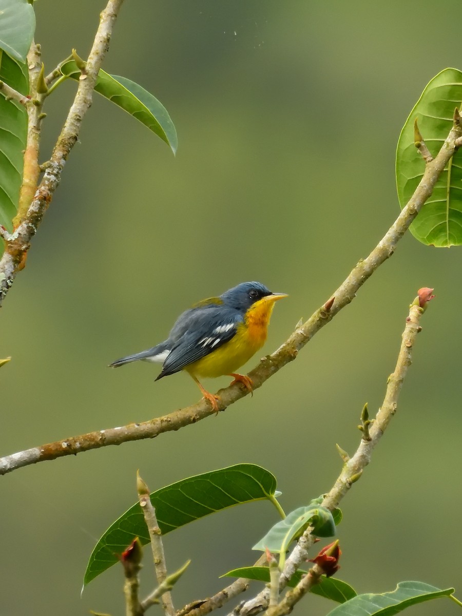 Tropical Parula (South American) - ML642690862
