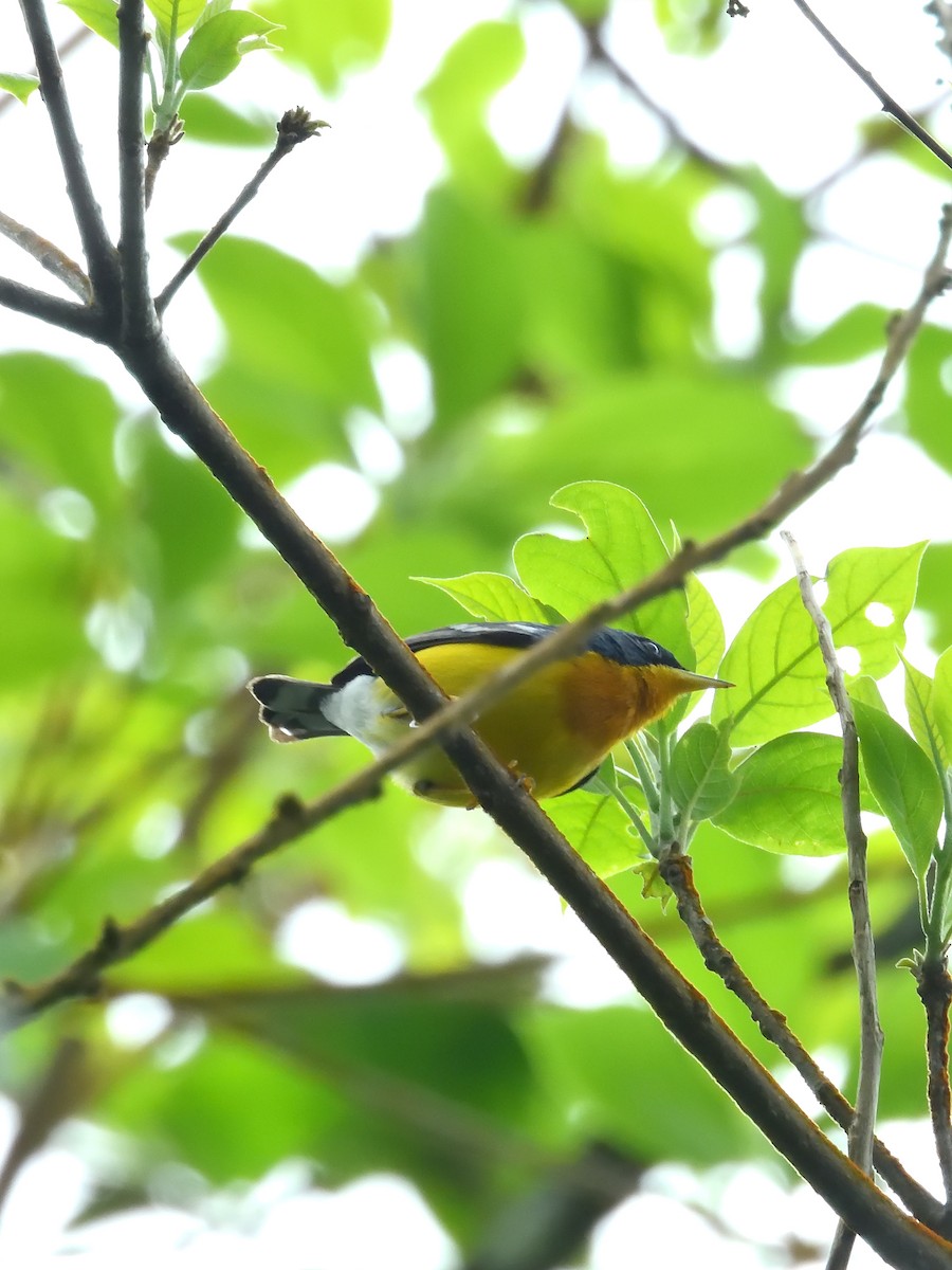Tropical Parula (South American) - ML642690863