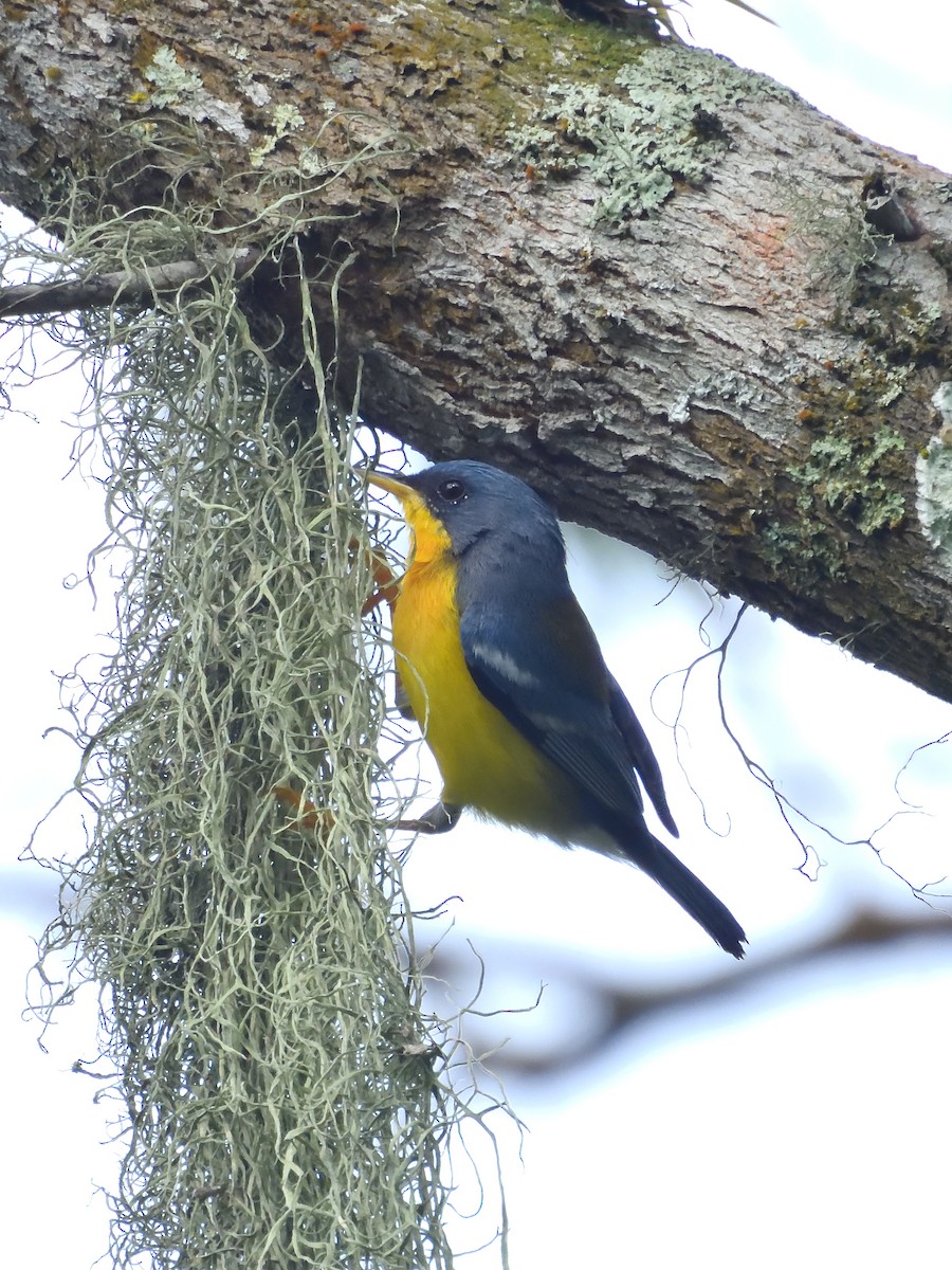 Tropical Parula (South American) - ML642690865