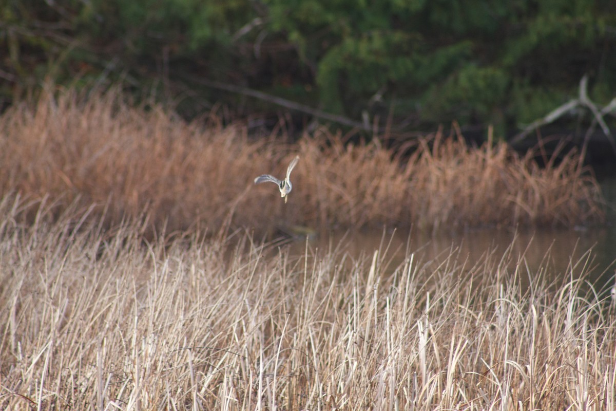 Wilson's Snipe - ML642690867