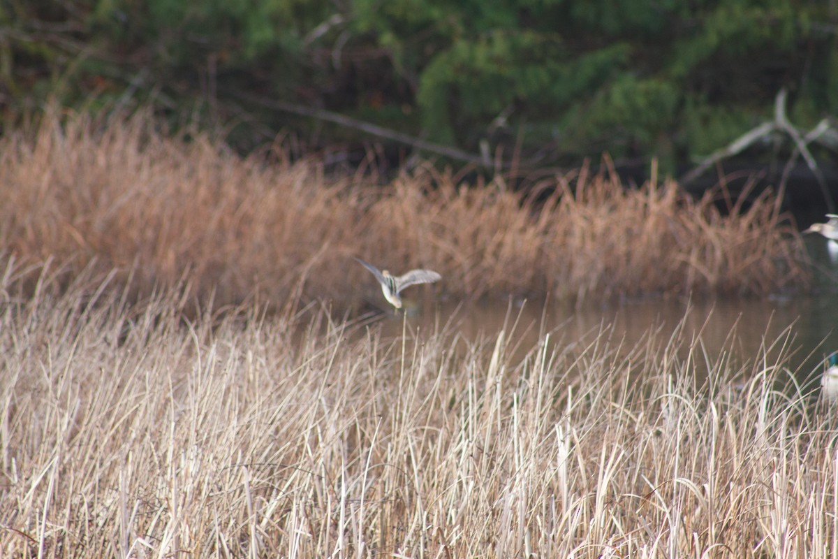 Wilson's Snipe - ML642690874