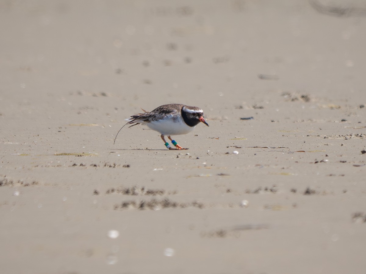 Shore Plover - ML642690894