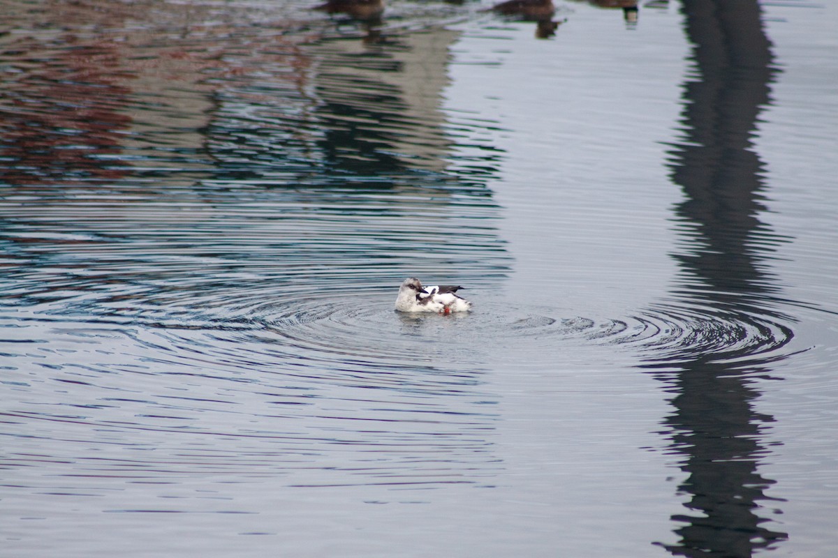 Pigeon Guillemot - ML642690896