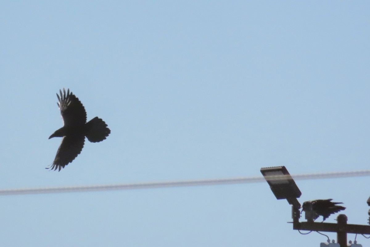 ravn - ML642690900