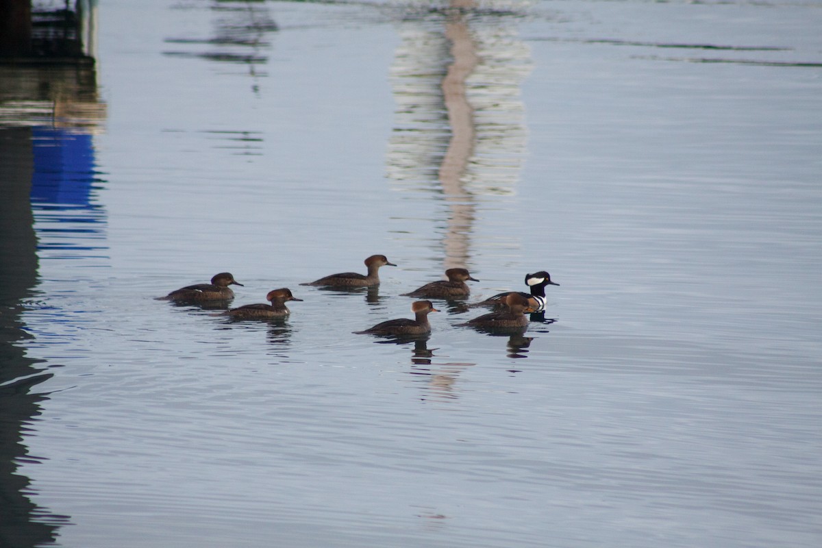 Hooded Merganser - ML642690902