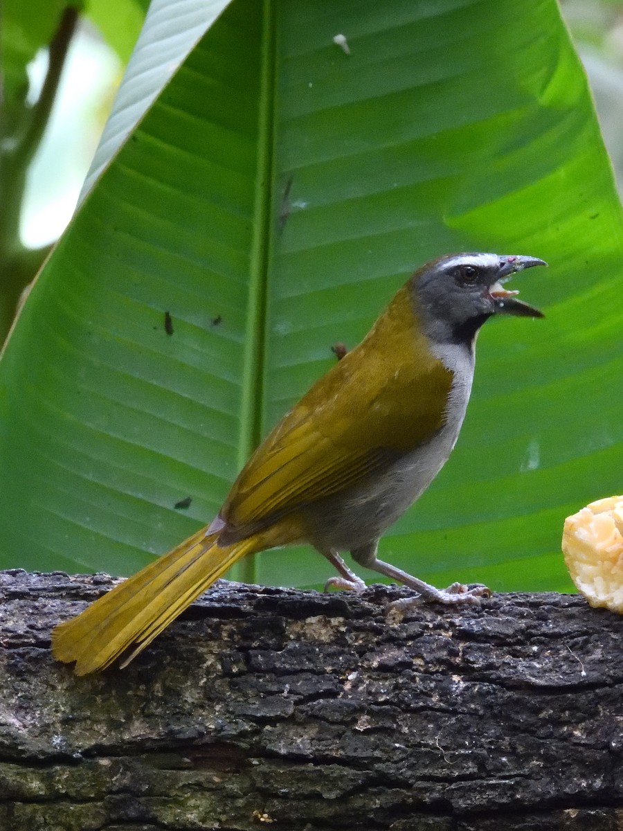 brunstrupesaltator - ML642690912
