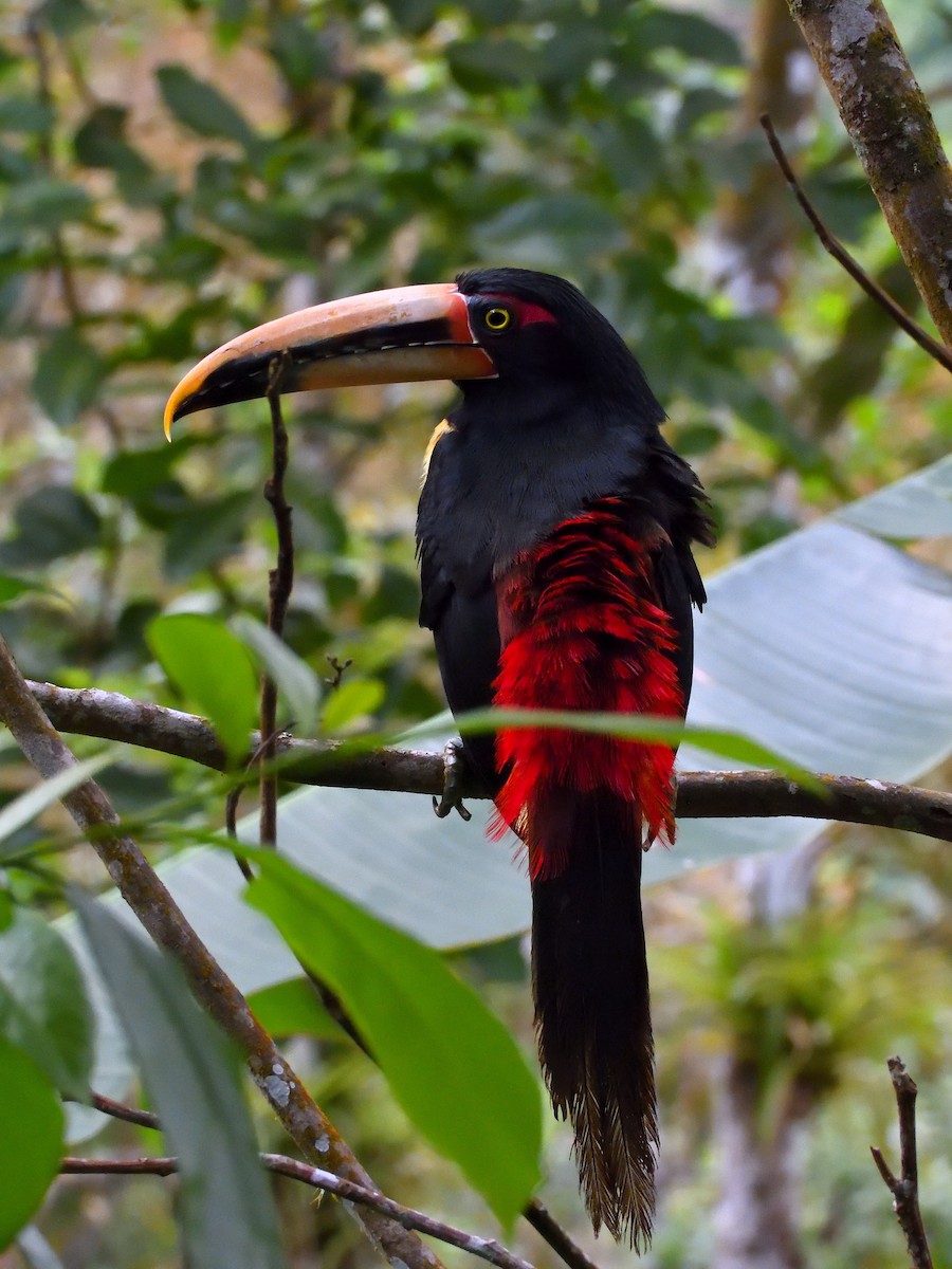 svartbeltetukan (erythropygius) (bleknebbtukan) - ML642690924