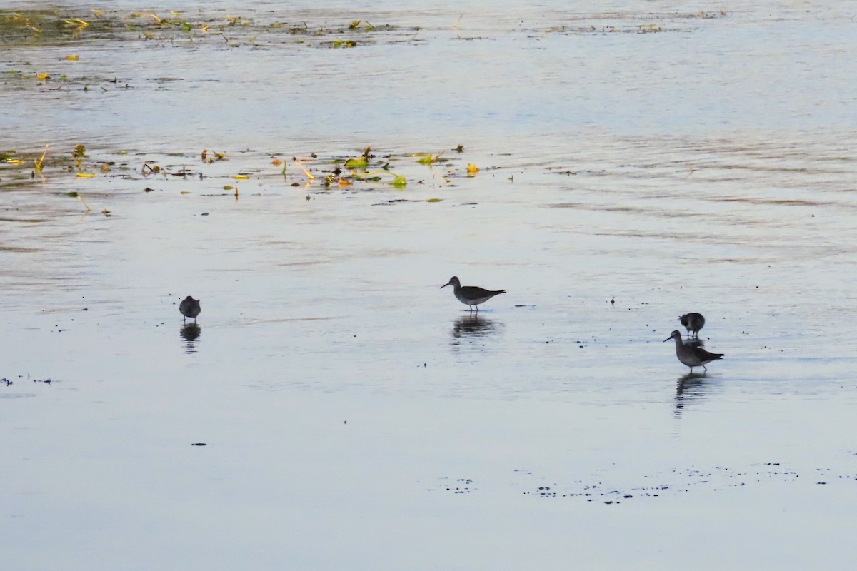 gulbeinsnipe - ML642690926