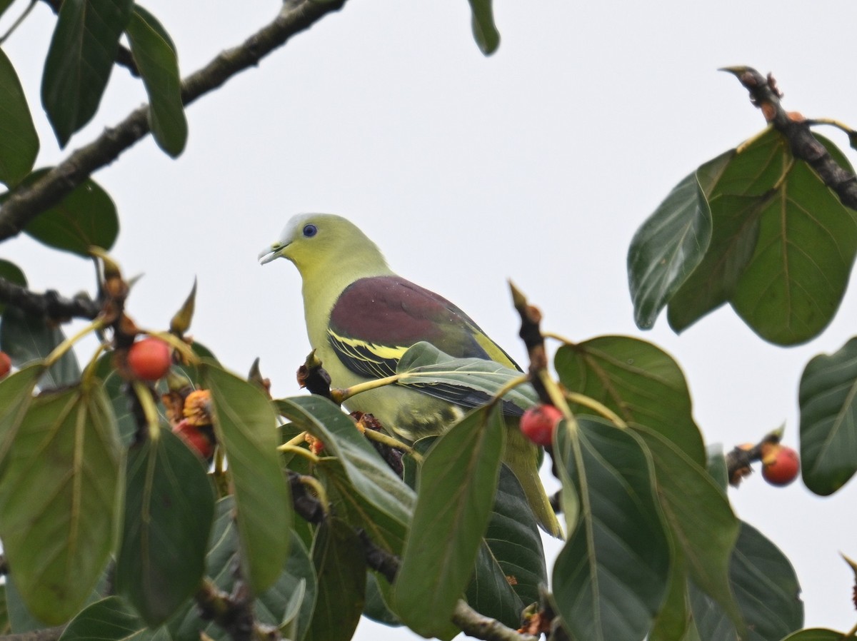Gray-fronted Green-Pigeon - ML642690929
