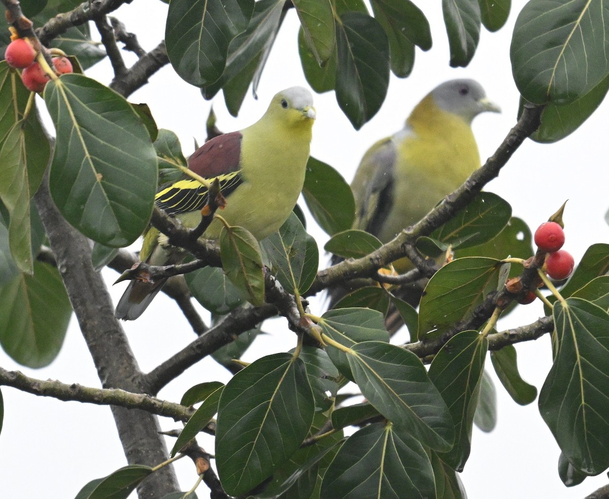 Gray-fronted Green-Pigeon - ML642690930