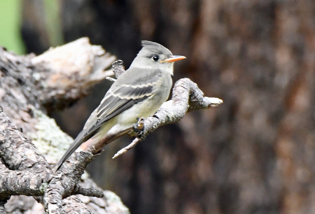 Moucherolle de Coues - ML642690933