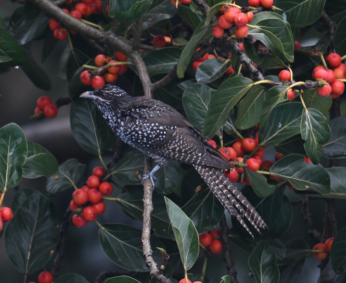 Koel Occidental - ML642690934