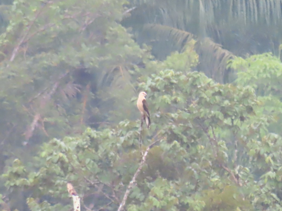 Caracara Chimachima - ML642690935