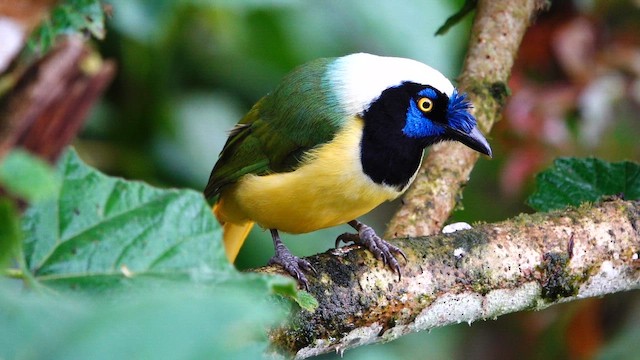 Green Jay - ML642690945