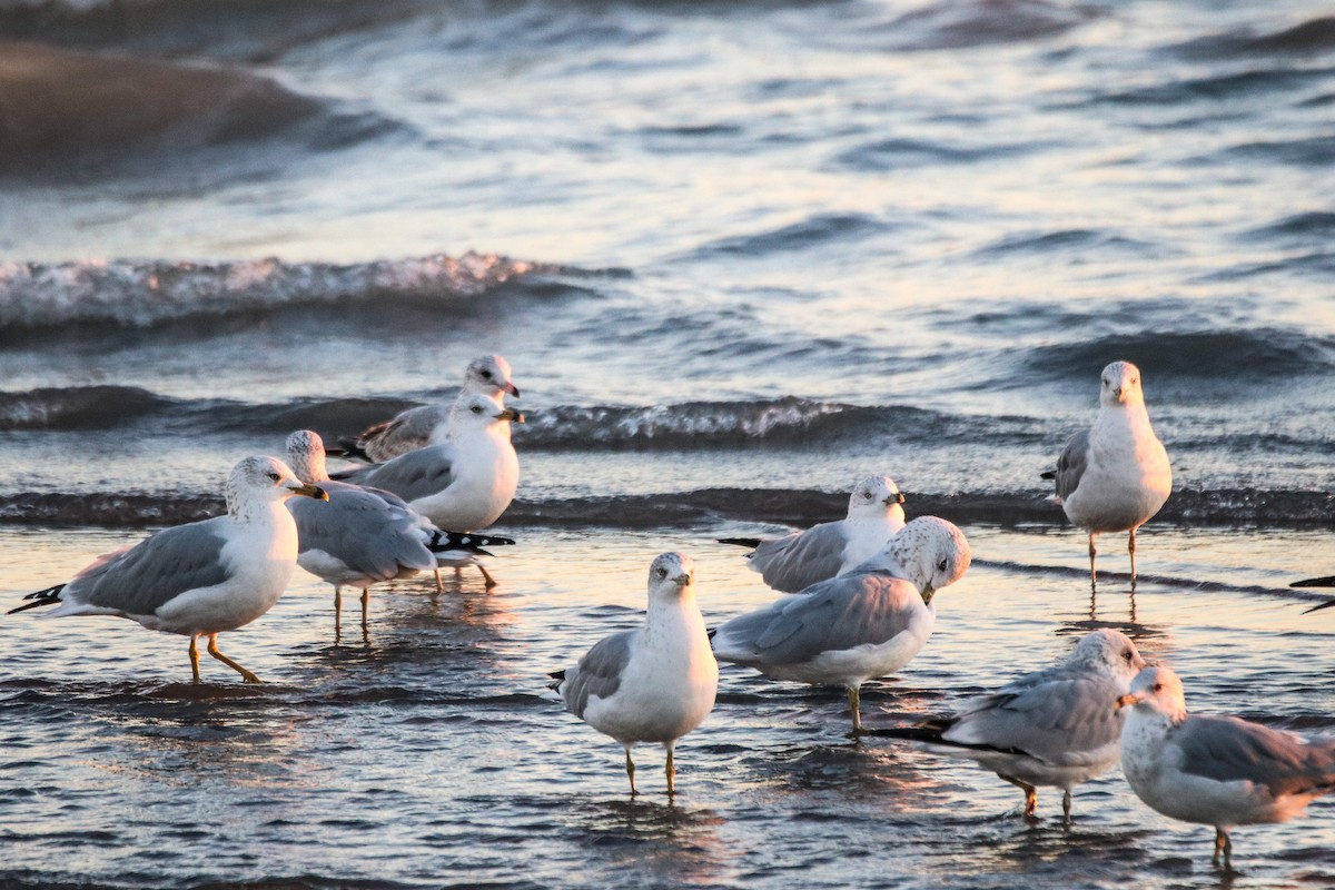Gaviota de Delaware - ML642690947