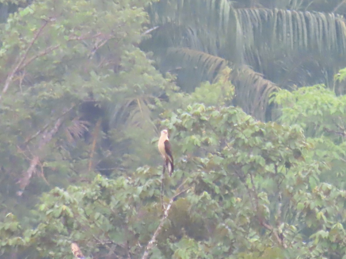 Caracara Chimachima - ML642690960