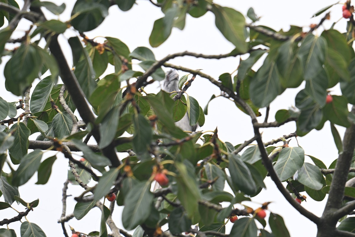 Indian Gray Hornbill - ML642690971