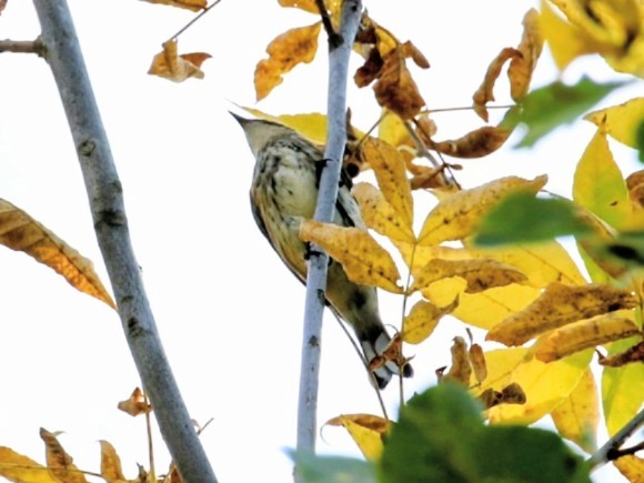 Yellow-rumped Warbler - ML642690976