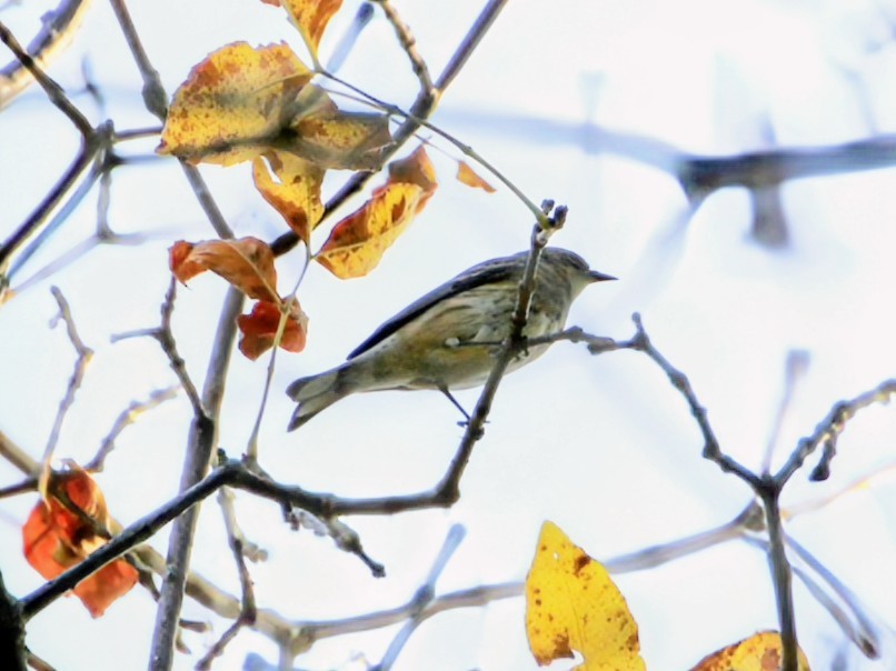 Yellow-rumped Warbler - ML642690977