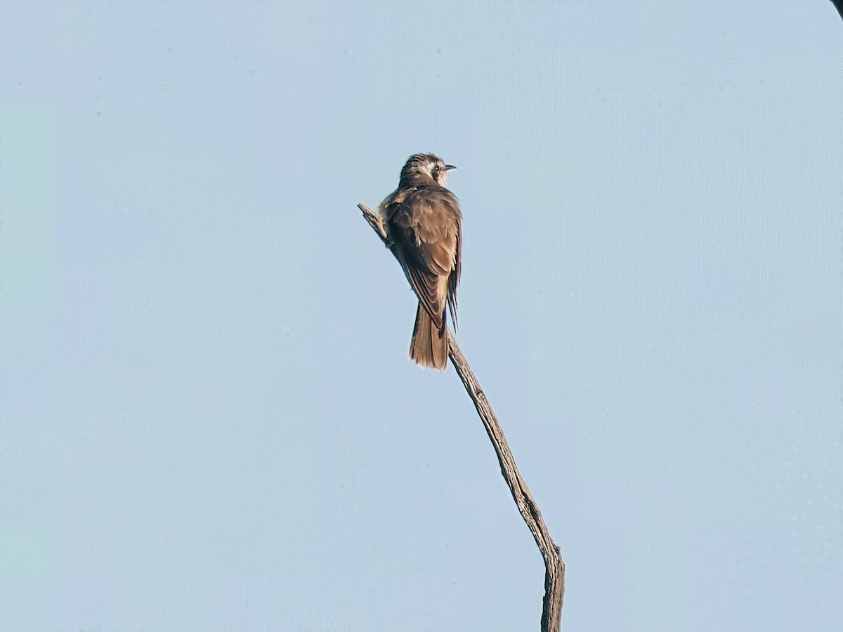 Black-eared Cuckoo - ML642690978
