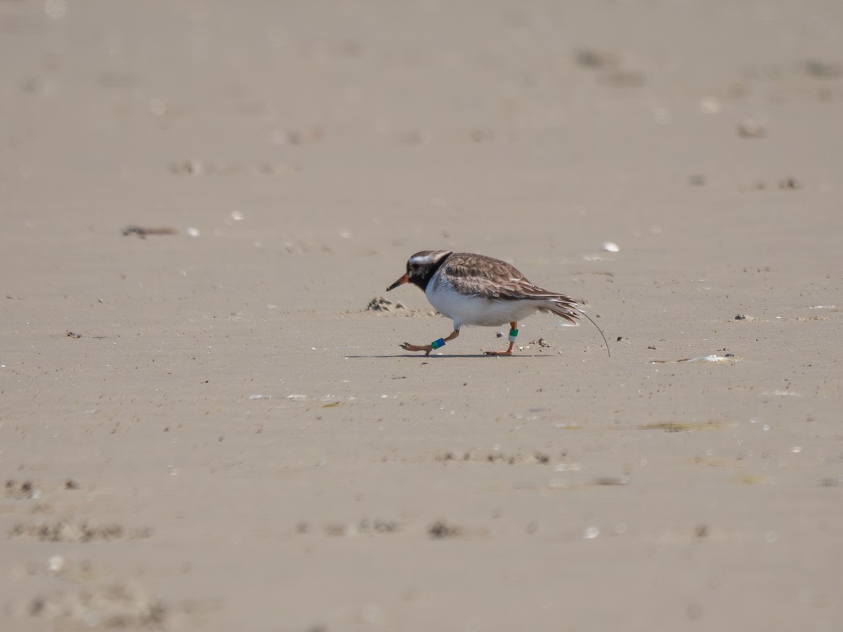 Shore Plover - ML642690979