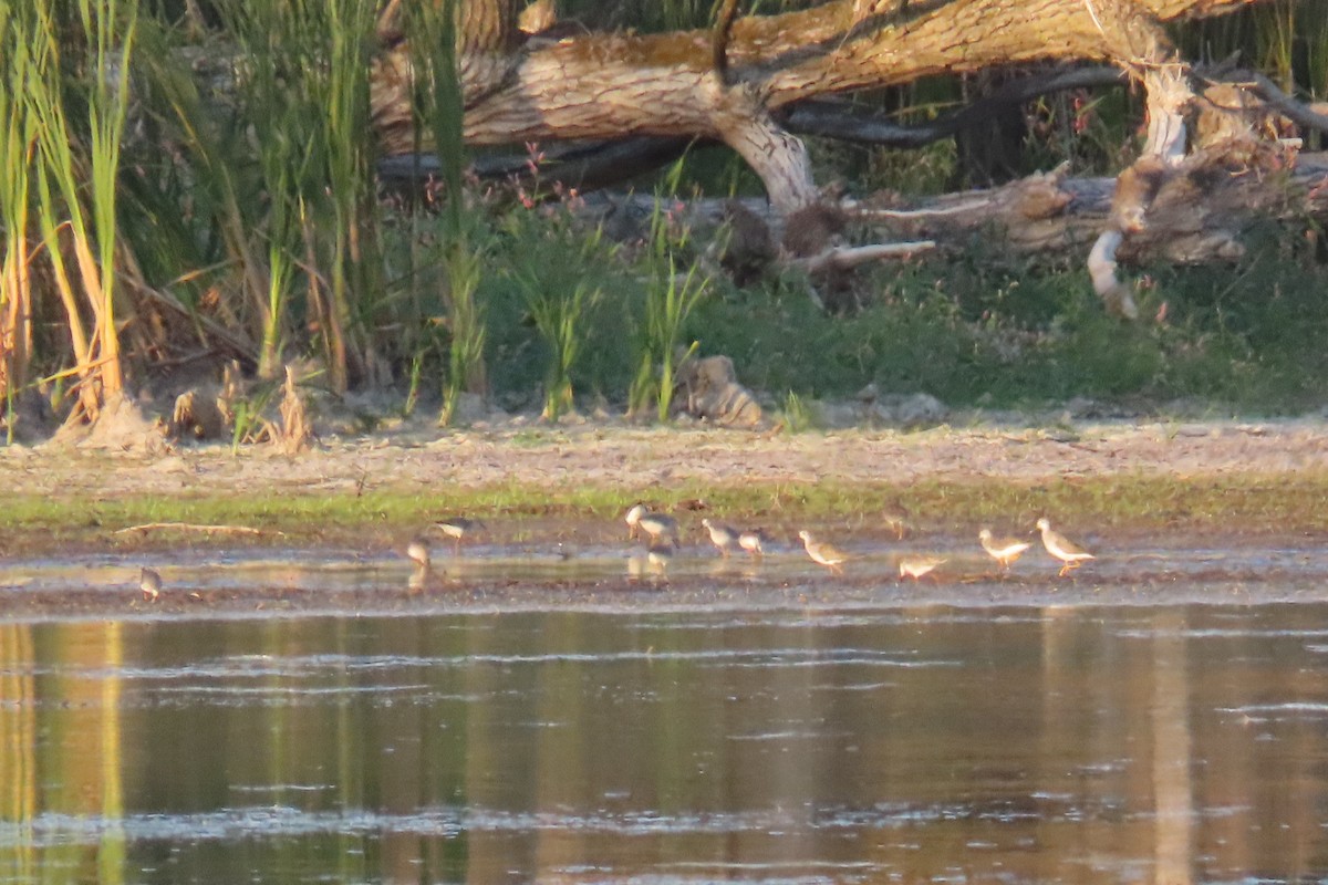 Calidris, unbestimmt - ML642690981