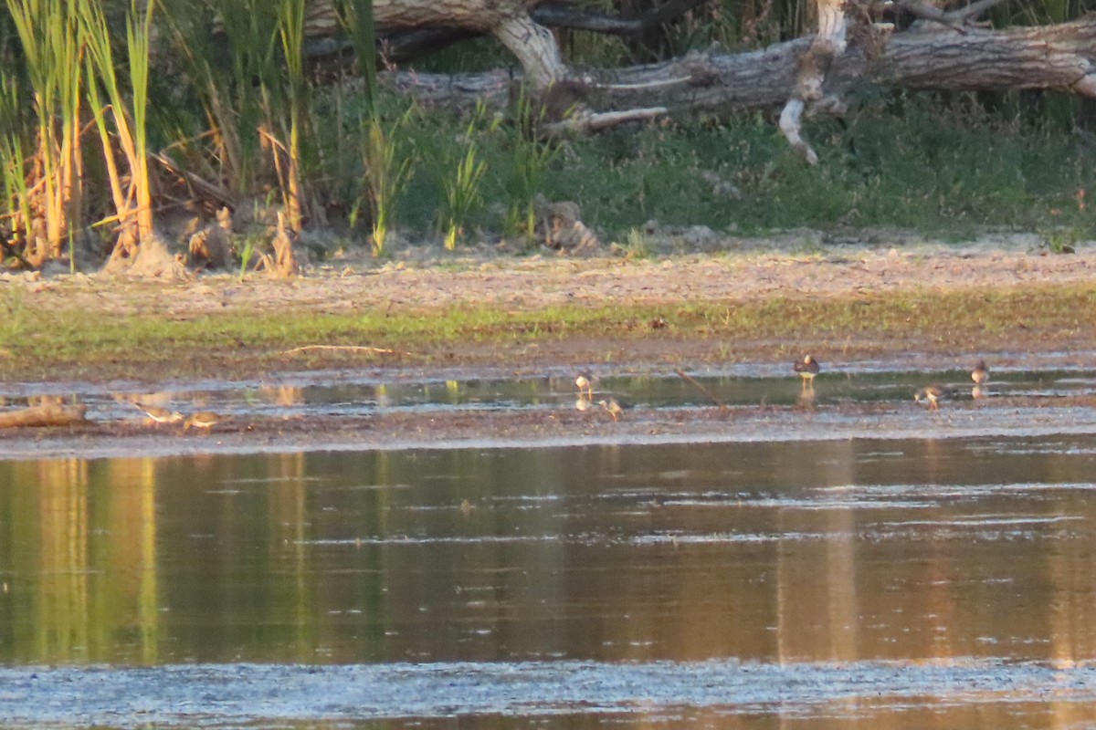 Calidris, unbestimmt - ML642690982