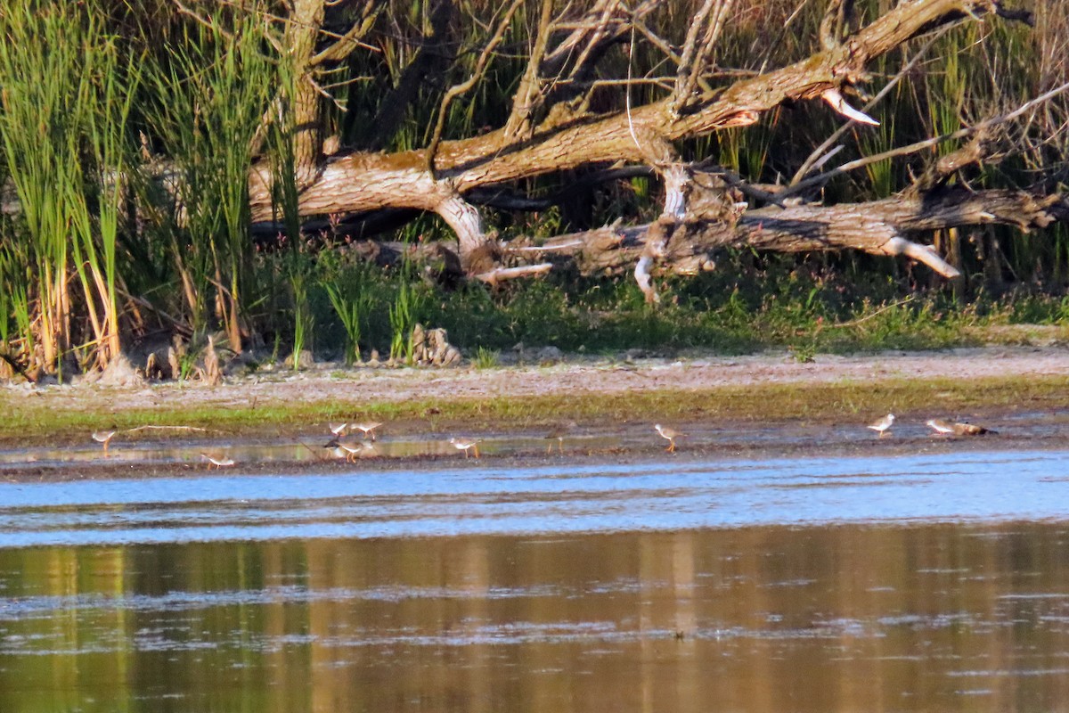 Calidris, unbestimmt - ML642690983