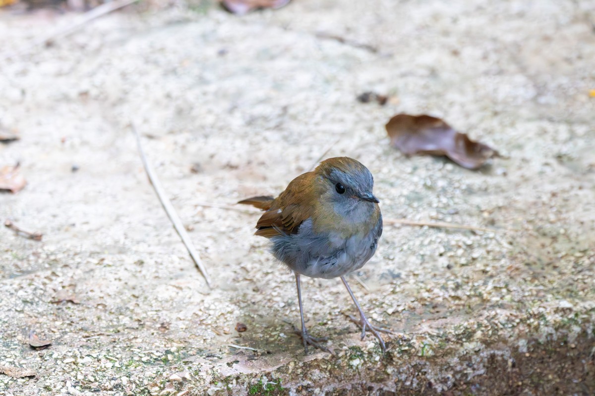 Black-billed Nightingale-Thrush - ML642690990