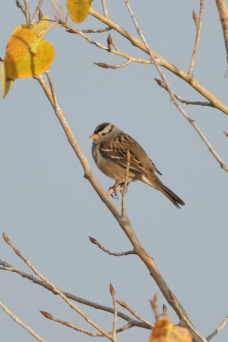 Bruant à couronne blanche - ML642690998