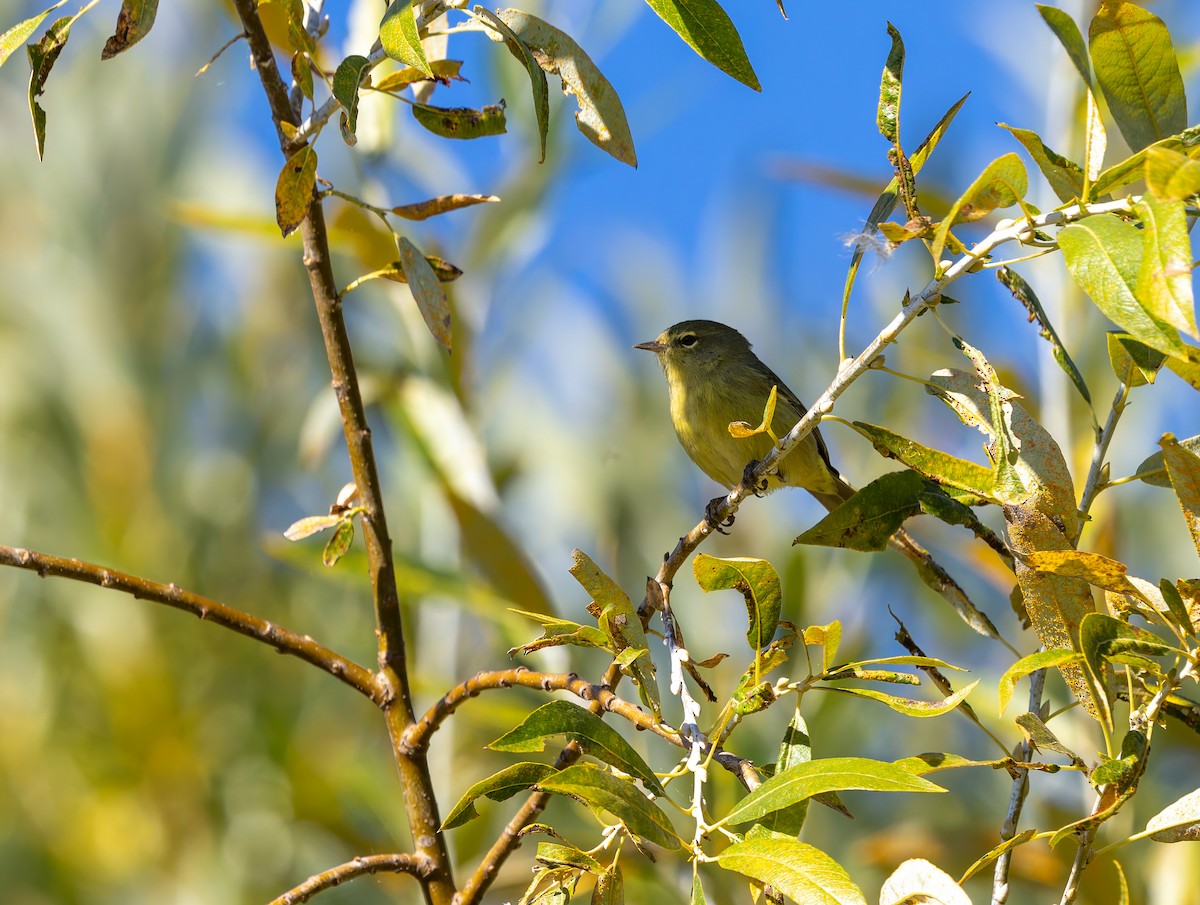 Orange-crowned Warbler - ML642691003