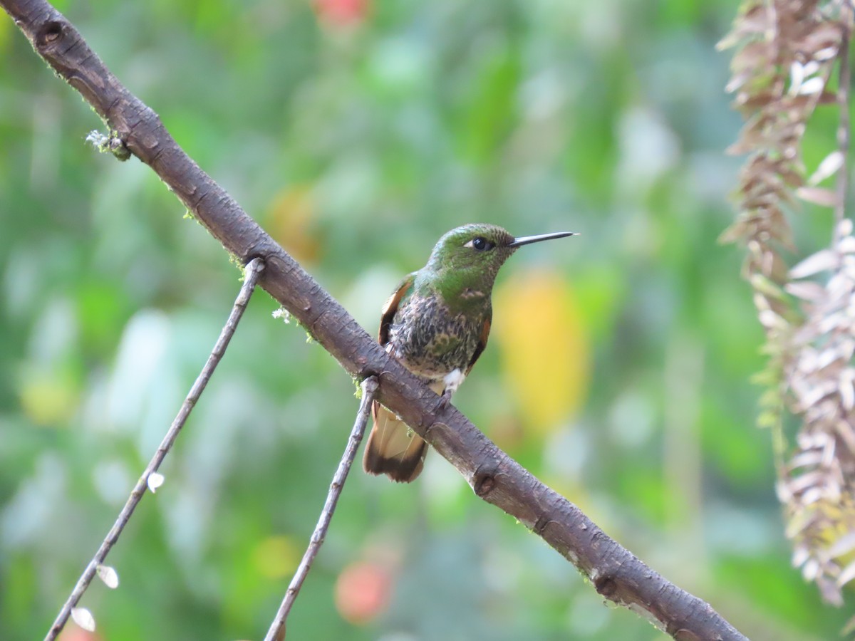 Colibri flavescent - ML642691011