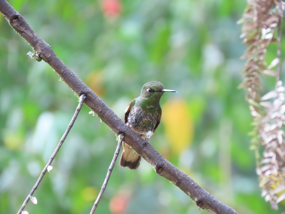 Colibri flavescent - ML642691012