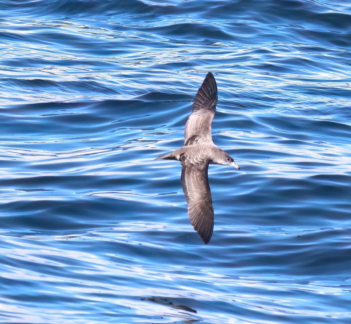 Pink-footed Shearwater - ML642691013
