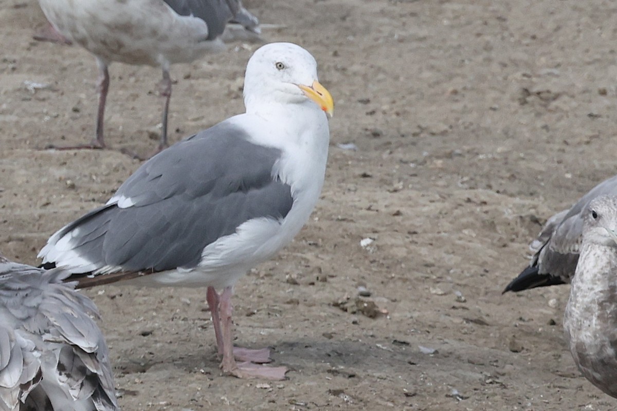 Goéland d'Audubon - ML642691017