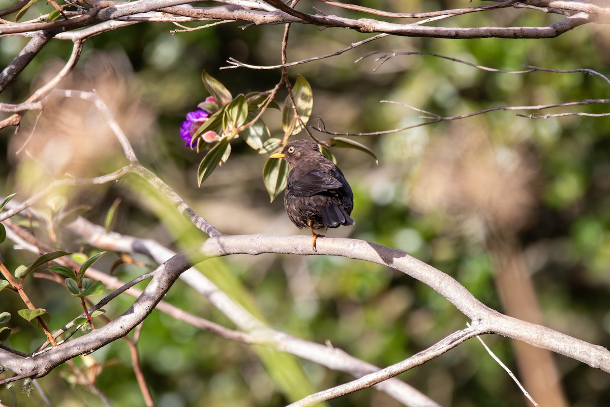 Sooty Thrush - ML642691022
