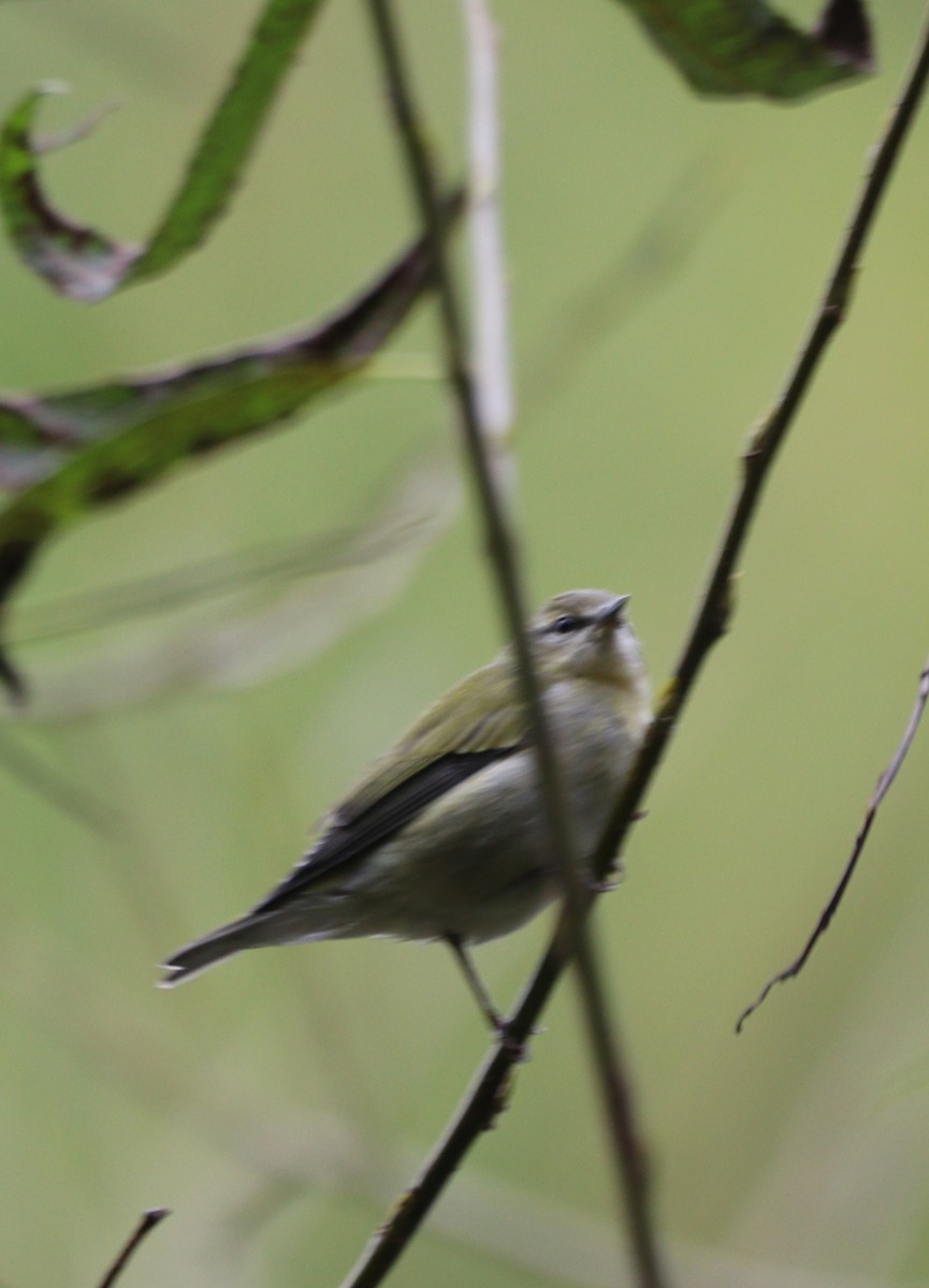 Tennessee Warbler - ML642691024