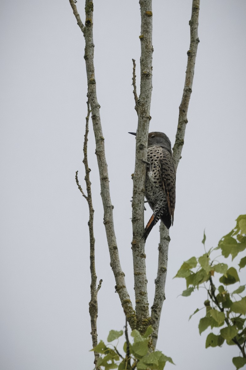 Carpintero Escapulario - ML642691028